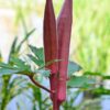 Okra Burgundy - Image 2