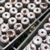 Jiffy 7C 25 MM -PEAT FREE PELLETS - Image 2