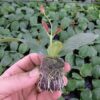 Jiffy 7C 25 MM -PEAT FREE PELLETS - Image 3