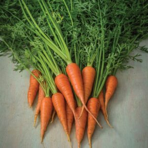 Carrot Short 'n' Sweet