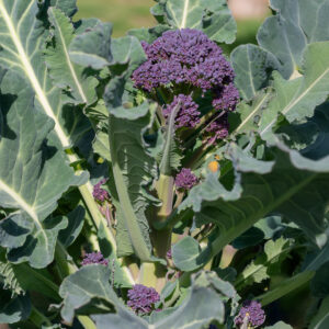 Sprouting  Broccoli Claret