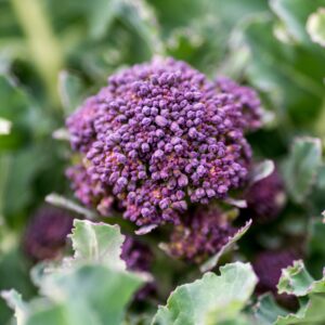 Broccoli Sprouting Santee F1
