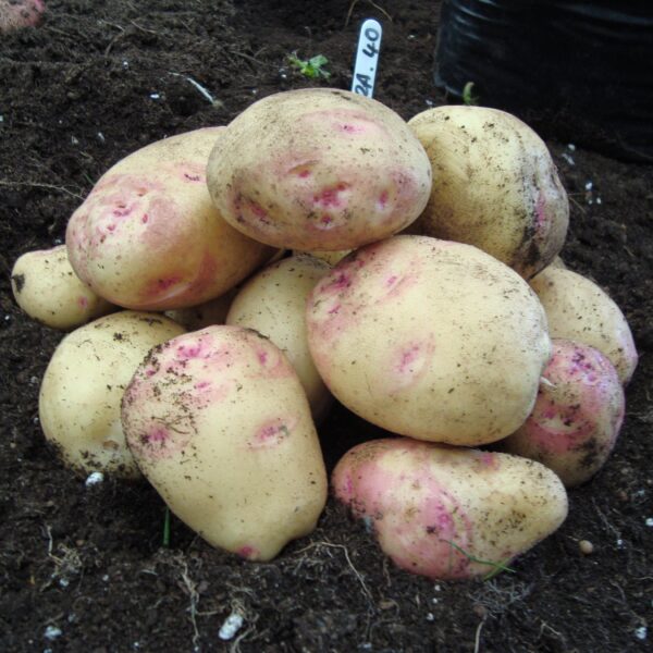 Seed Potatoes - Cara - Image 2