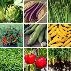 A collage of different vegetable varieties including Artichoke, Aubergine, Asparagus, Peppers, Broad Beans, Chillies, Spinach, and Sprouting Peas.