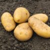 Seed Potatoes - Charlotte - Image 2