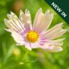 Cosmos - Bipinnatus Apricot Lemonade