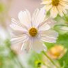 Cosmos - Bipinnatus Apricot Lemonade - Image 2