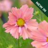 Cosmos - Bipinnatus Apricotta