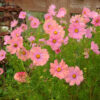 Cosmos - Bipinnatus Apricotta - Image 2