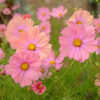 Cosmos - Bipinnatus Apricotta - Image 3
