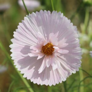 Cosmos 'Bipinnatus Cupcakes Blush'