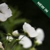 Cosmos - Bipinnatus Cupcakes White