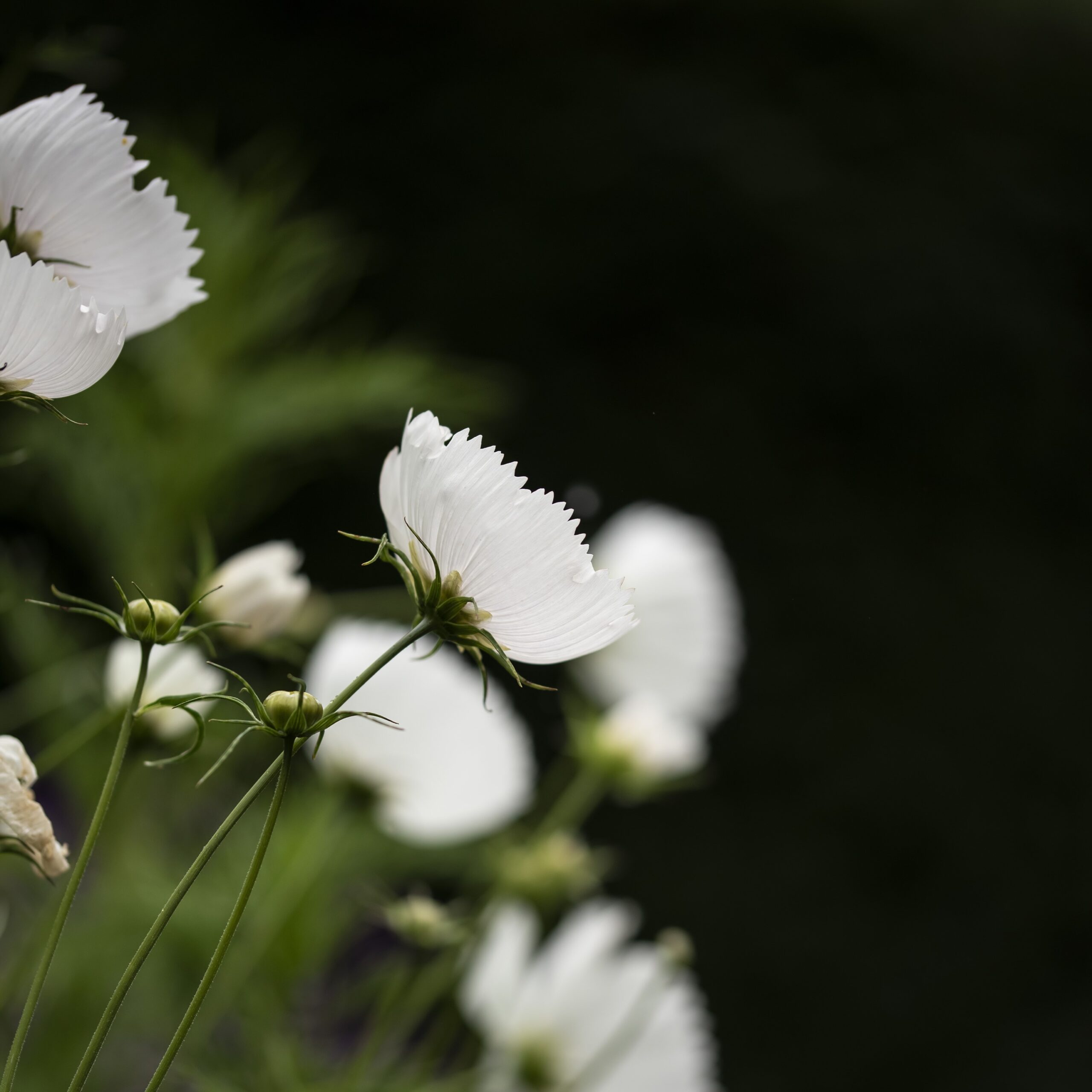 Cosmos bipinnatus Cupcakes White - Image 2