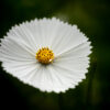 Cosmos - Bipinnatus Cupcakes White - Image 2