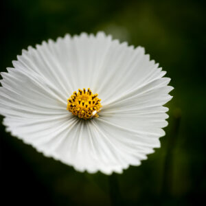 Cosmos 'Bipinnatus Cupcakes White'