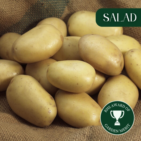 Seed Potatoes - Jazzy