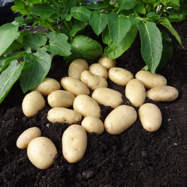 Seed Potatoes - Jazzy - Image 2