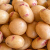 Seed Potatoes - King Edward - Image 2