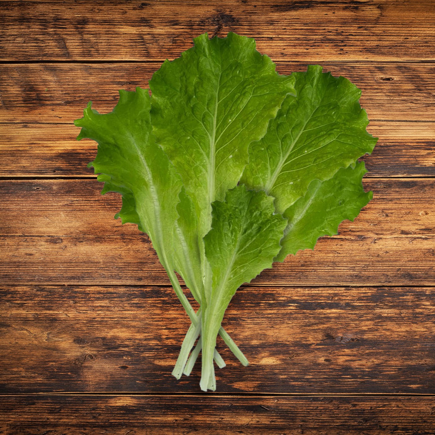 Lettuce 'Green Batavia'