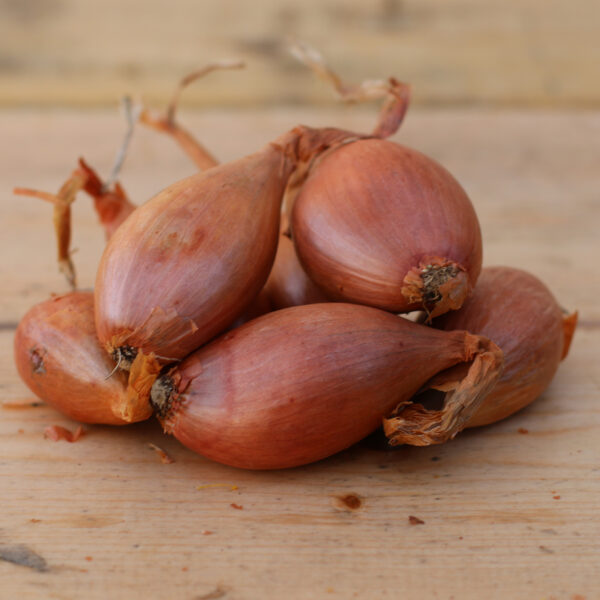 Shallots Longor - Image 4