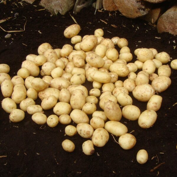 Seed Potatoes -  Maris Peer - Image 3