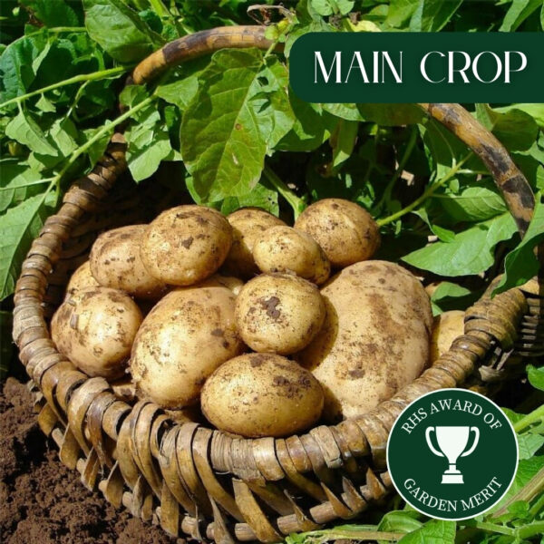 Seed Potatoes - Maris Piper