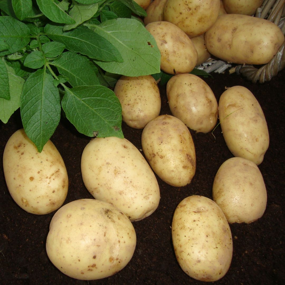 Freshly dug Maris Piper potatoes on the soil with leaves.