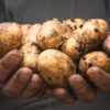 Seed Potatoes - Maris Piper - Image 2