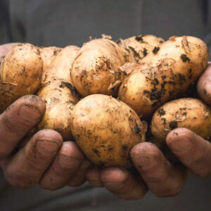 Seed Potatoes - Maris Piper - Premier Seeds Direct