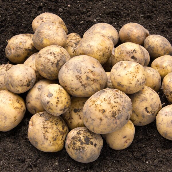 Seed Potatoes - Pentland Javelin - Image 2