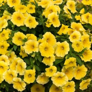 Petchoa 'Caliburst Yellow'