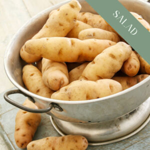 A colander filled with long fingerling Anya salad potatoes.