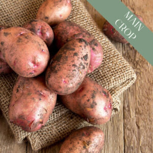 A pile of freshly harvested Desiree potatoes with dirt on burlap on a wooden table.
