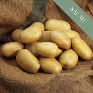 A pile of shiny Jazzy potatoes on burlap.