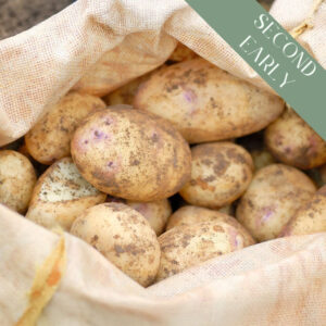A sack of freshly harvested Kestrel potatoes with purple eyes and dirt on them.