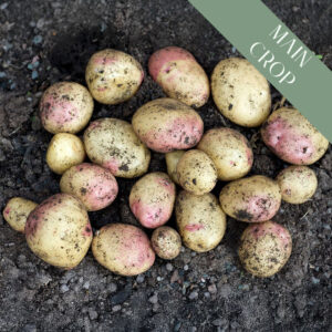 A pile of freshly dug King Edward potatoes on the soil with dirt on.