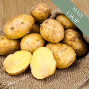 A pile of Maris Piper potatoes tumbling out of a burlap sack on a wooden table. One is sliced in half in the foreground.