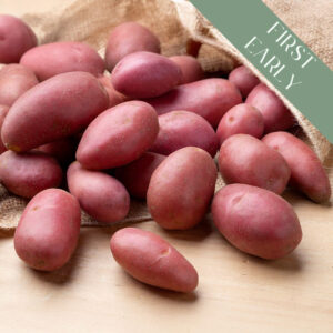 A pile of Red Duke of York potatoes in burlap on a wooden surface.