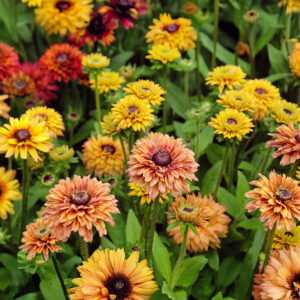 Rudbeckia Hirta - Sahara