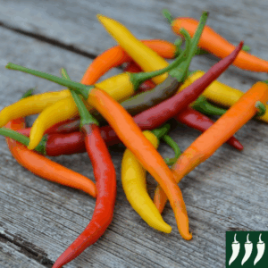 Pepper Hot - Rainbow Mix