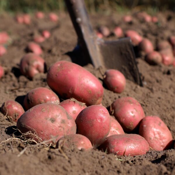 Seed Potatoes - Red Duke of York - Image 2