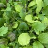 Mustard Salad Leaf Bright and Spicy
