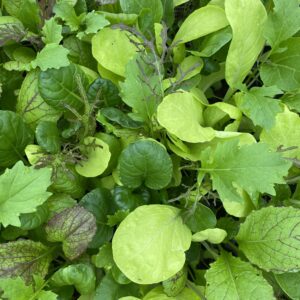 Mustard Salad Leaf Bright and Spicy