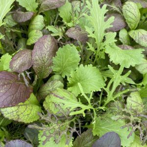 Mustard Salad Leaf 'Tasty Mix'