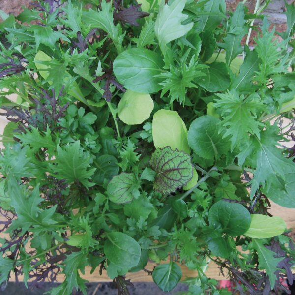 Mustard Salad Leaf Bright and Spicy - Image 2