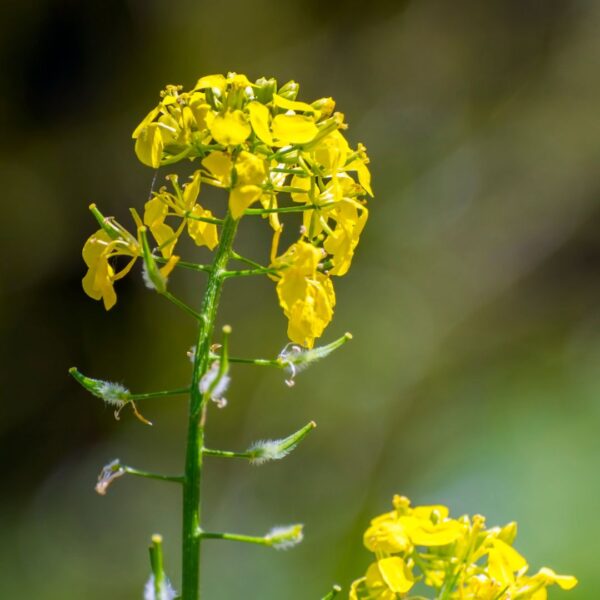 Green Manure White Mustard Seeds