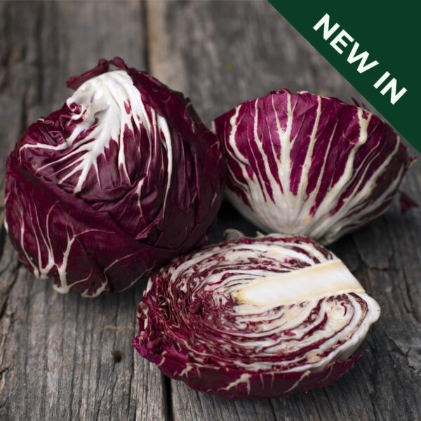 Chicory - Radicchio 506TT