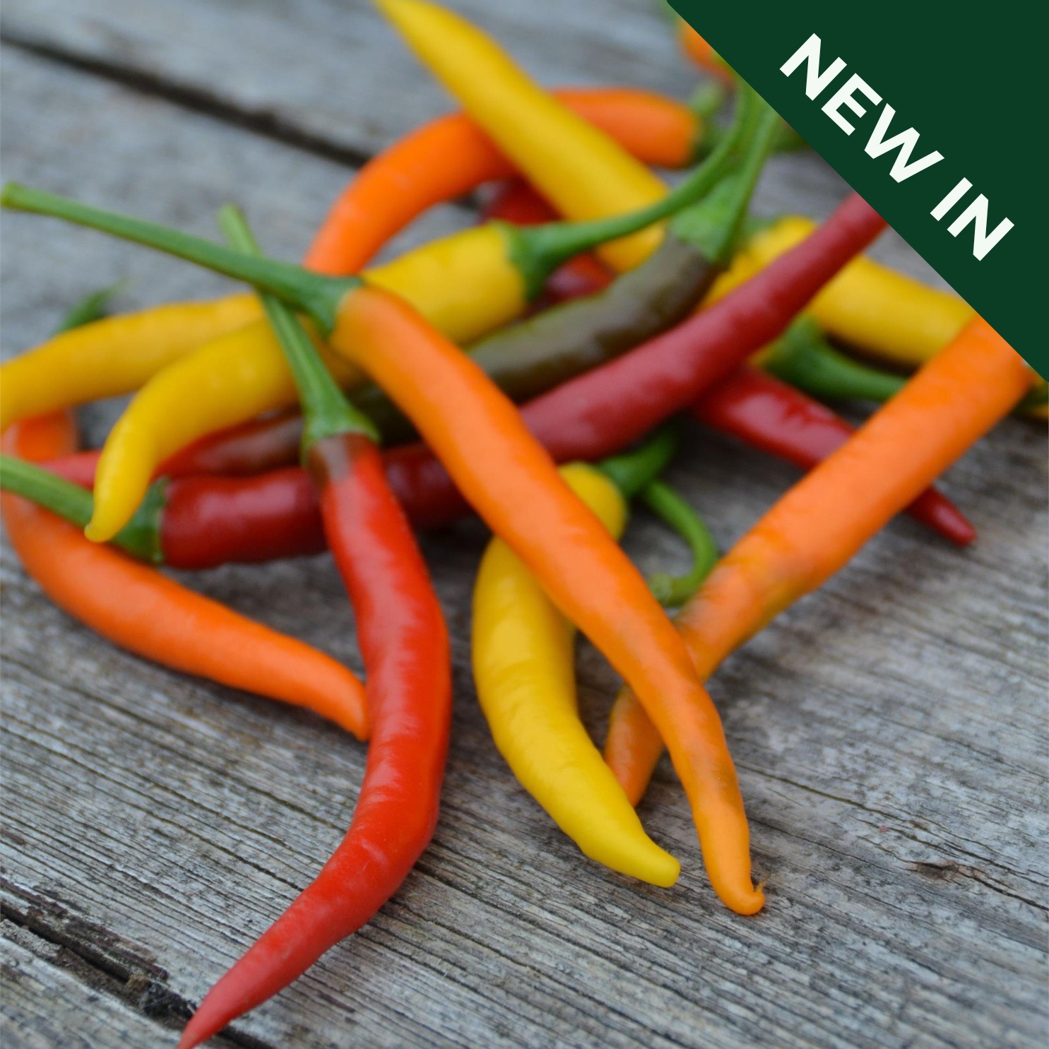 thumbnail image 2 of ORGANIC SEED Pepper: Sweet Pepper Medley -Prairie Road Organic – Prairie Road Organic Seed 2 of 13