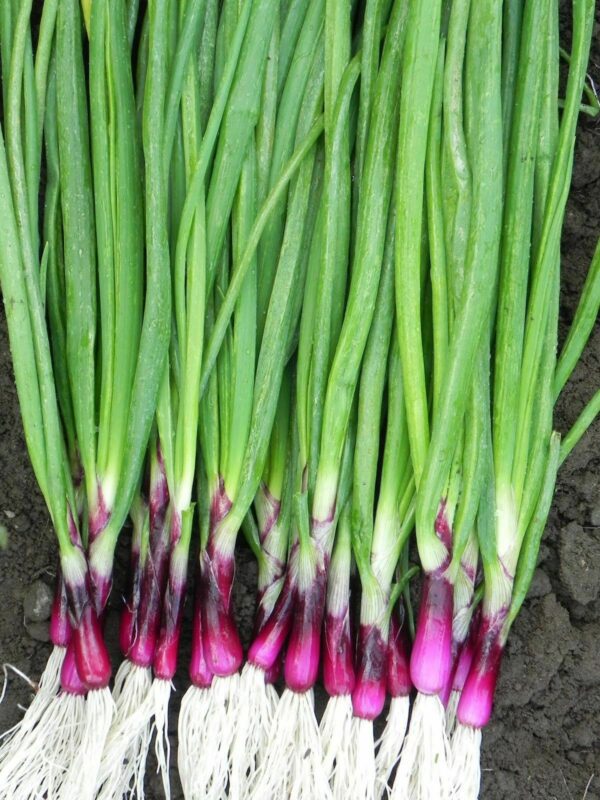 Purple Spring Onion Lilia - Image 2