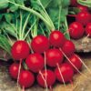Radish Saxa 2